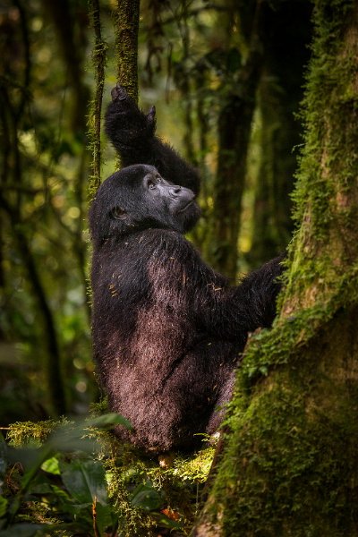 48 Oeganda, Bwindi NP, Gorilla.jpg